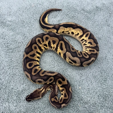 Leopard Pastel 66% Pdh DG Pied - 550g Ball Python - female for sale from Geordie Genes - Morphs and Mutations