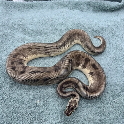 Super Pastel Leopard Calico 100% Het Desert Ghost - 1300g Ball Python - male for sale from Geordie Genes - Morphs and Mutations