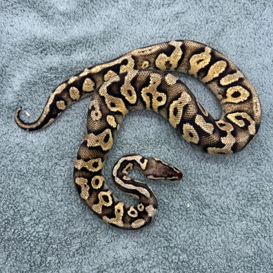 Yellowbelly Pastel 100% Het Clown - 600g Ball Python - female for sale from Geordie Genes - Morphs and Mutations
