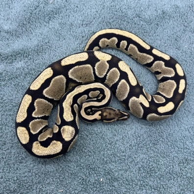 Yellowbelly Desert Ghost Ph Cryptic - 750g Ball Python - unknown for sale from Geordie Genes - Morphs and Mutations