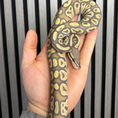 Male Phantom Orange Hypo Ball Python - male for sale from GTAballs