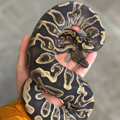 Male Cypress Ghi Het Hypo