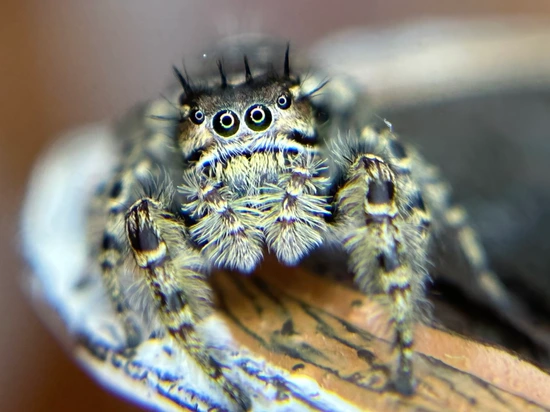 Adult Female Phidippus Putnami Jumping Spider by Georgia Jumper Dude