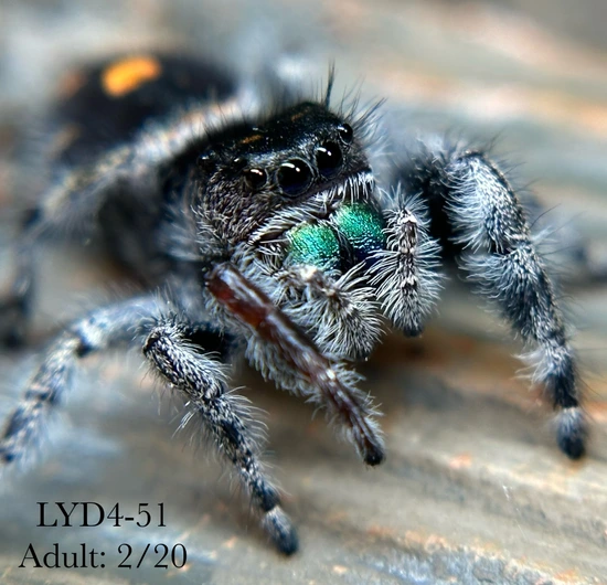 Adult Female Phidippus Audax “Bold” Jumping Spider by Georgia Jumper Dude