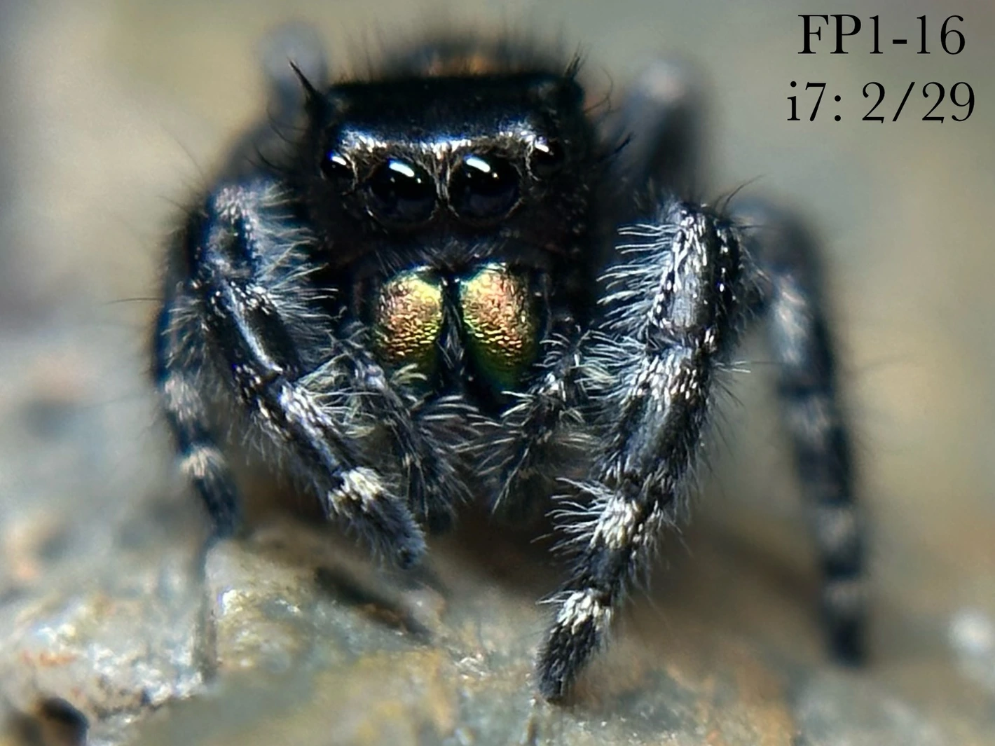 DOPPELGANGER　PALMENDIEB Big Bend Bryantae Phidippus Audax “Bold” Jumping Spider