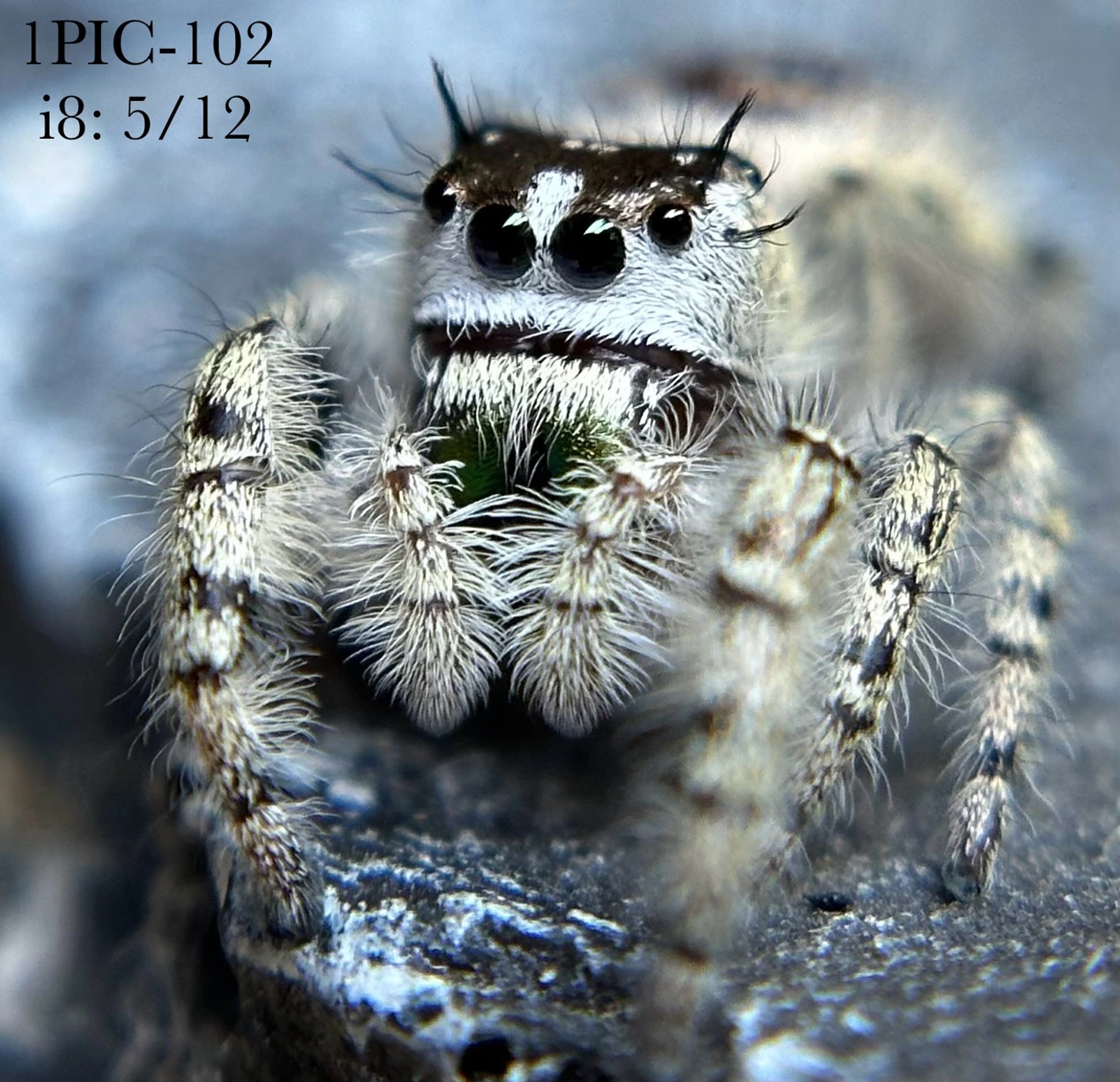 トップス LLICA WILD OATS SPIDER WEB PUSHEAD METALLICA PUSHEAD WILD OATS SPIDER WEB XL 6849