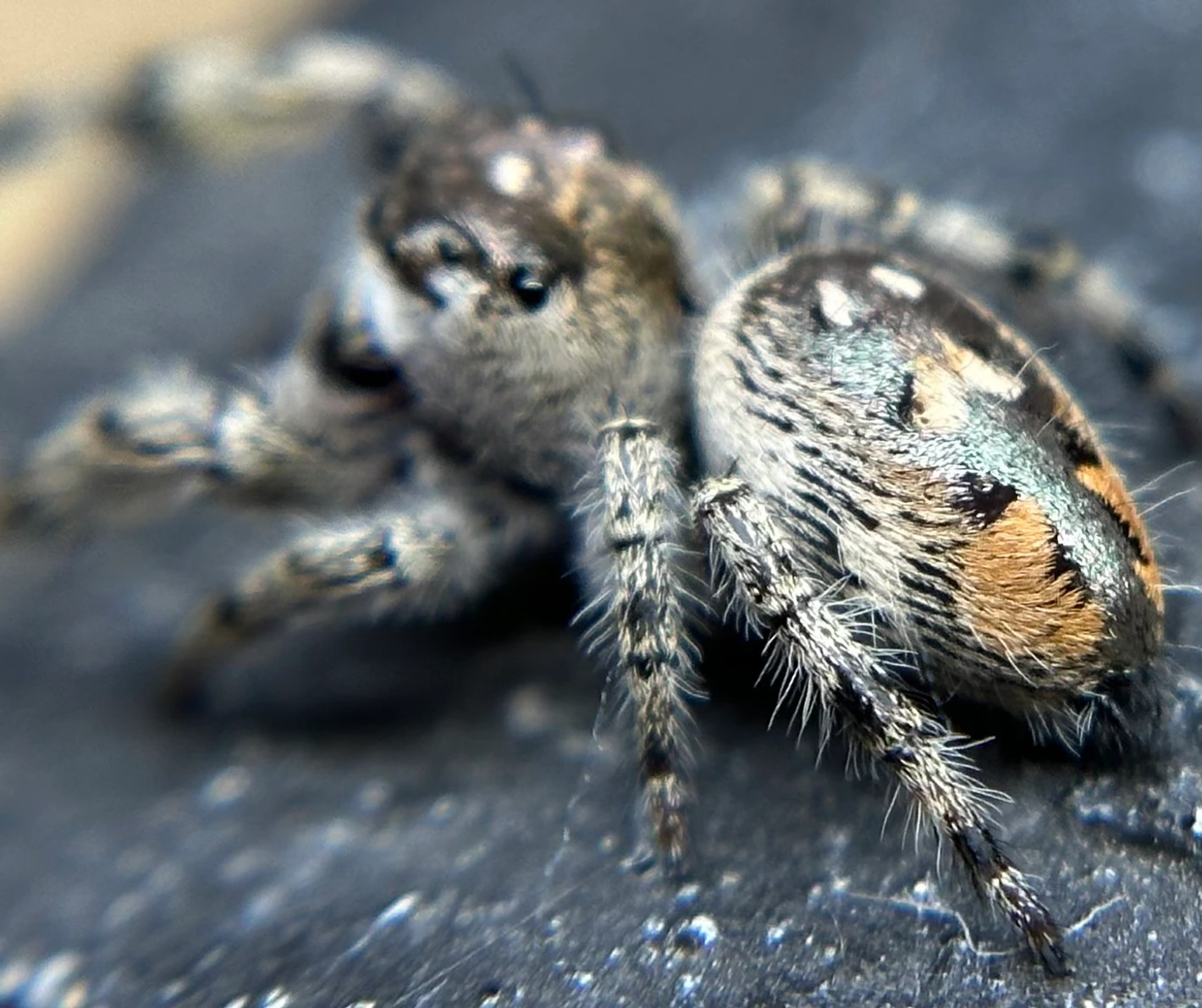 Spider  Spider, Wolf Spider, Arachnida, Rubber Insect, Hand Painted