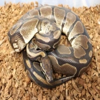 Het Toffee,Het Piebald ( Pumpkin )