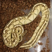 Super Pastel-Butter-Enchi ( Luma )