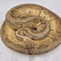 Lemonblast,Enchi ( Hope )