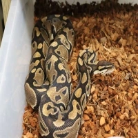 Storm ( Het Albino, Het Axanthic, Het Snow )