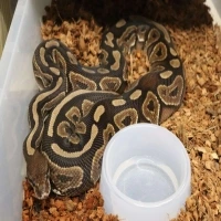 Sasha ( Cinnamon,Volta )