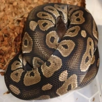 ( Mishone ) Cinnamon-Blade-Het Clown