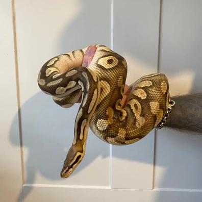 CB22 Disco Ball Python - female for sale from Ghost exotics
