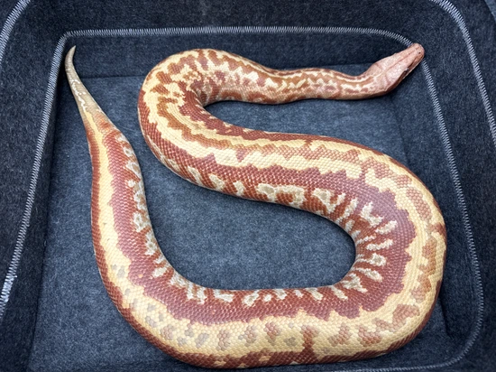 T+ Albino Batik Llyly Line Blood Python by Giantkeeper Reptiles