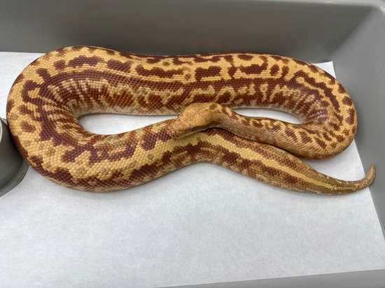 T+ Batik Blood Python by Giantkeeper Reptiles