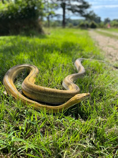 Platinum GC Super Tiger Het White Reticulated Python by Gideon Pythons
