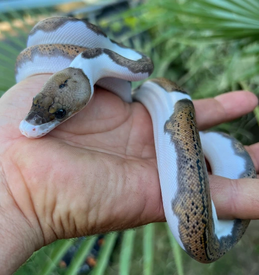 Pied Pos Tiger, Pos Het Albino Reticulated Python by Gideon Pythons
