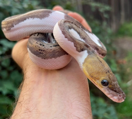 Pied Tiger Pos Het Albino Reticulated Python by Gideon Pythons