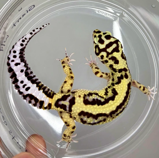 Bold Bandit Leopard Gecko by Gigem Geckos and Dart Frogs