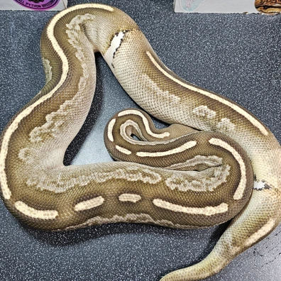 Blackpastel Mojave Fire