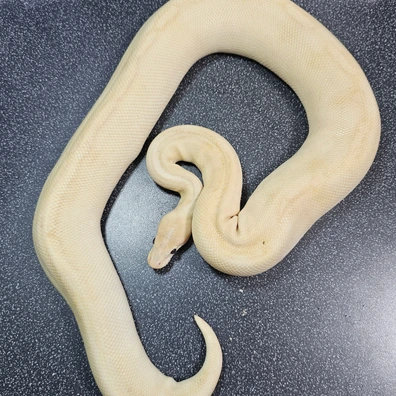 Banana Champagne Het Clown