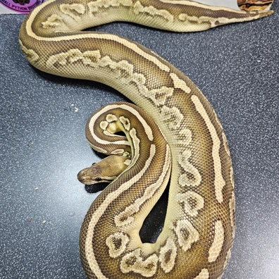 Black Pastel Lesser Het Clown