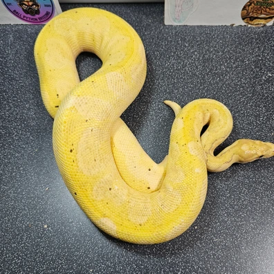 Banana Yellowbelly Clown