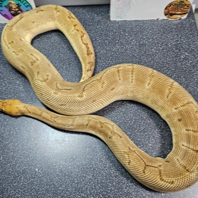 Orange Dream Sugar Pinstripe Clown