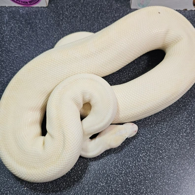Lesser Pastel Special Het Clown
