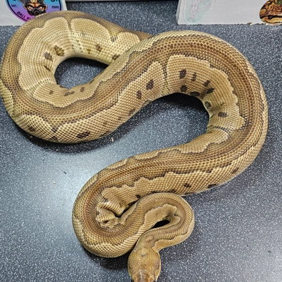 Hetti Motley Clown (Very Rare In UK)