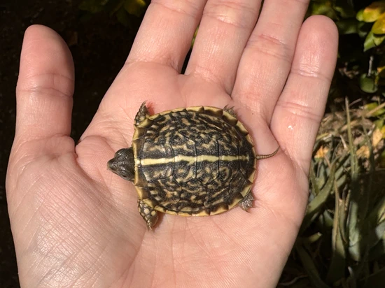 Ornate Box Turtle Hatchling by Ginger Reptiles