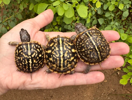 Ornate Box Turtle Hatchlings by Ginger Reptiles