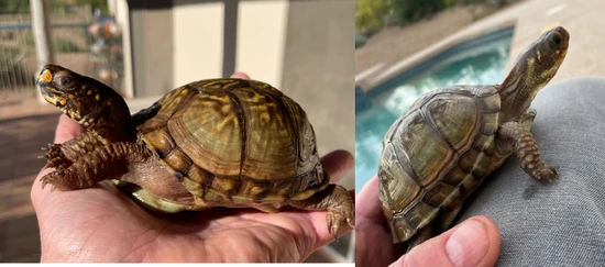 Pair - Three Toed Box Turtles by Ginger Reptiles