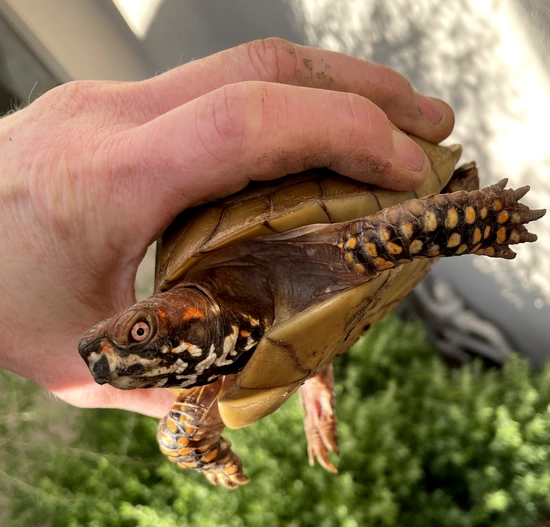 Three Toed Box Turtle - Gorgeous LTC by Ginger Reptiles