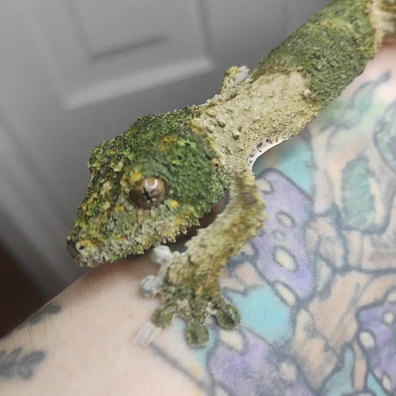 Leaf-Tailed Geckos For Sale - MorphMarket Worldwide