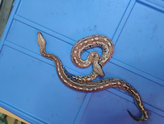 Red Blood Python by Ginkgo's Exotics