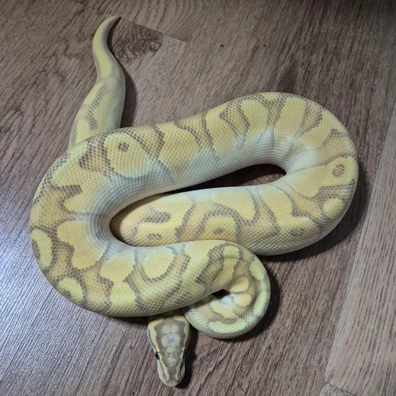 ODYB Enchi Pastel Lesser Hypo