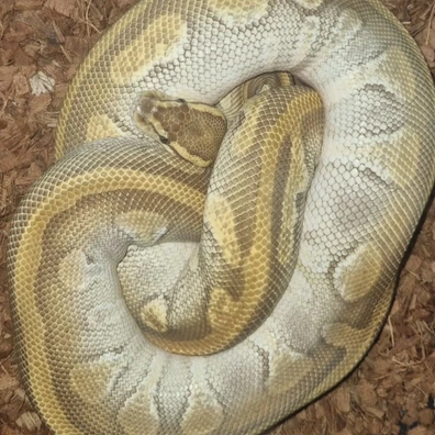 Enchi Lesser Yellowbelly Het Clown Ball Python - female for sale from CG Morphs