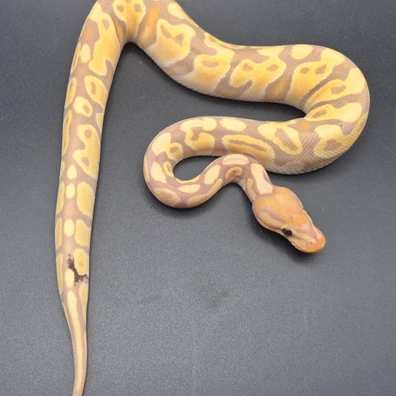 Banana Orange Dream Het Clown Paradox Ball Python - male for sale from CG Morphs