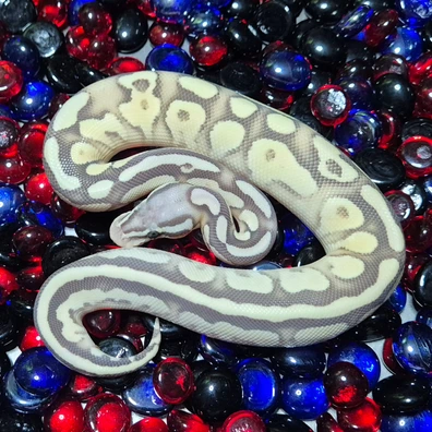 Pastel Orange Dream Lesser Hypo Ball Python - male for sale from CG Morphs