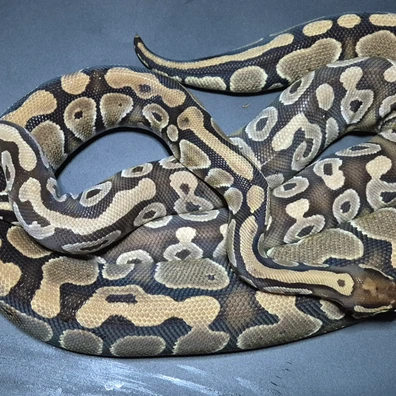 A Pair Of Double Het DG Hypo Ball Python - unknown for sale from CG Morphs