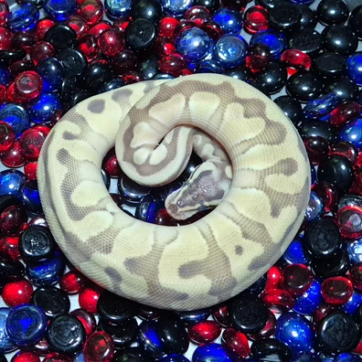 Pastel Enchi Lesser Orange Dream Het Hypo