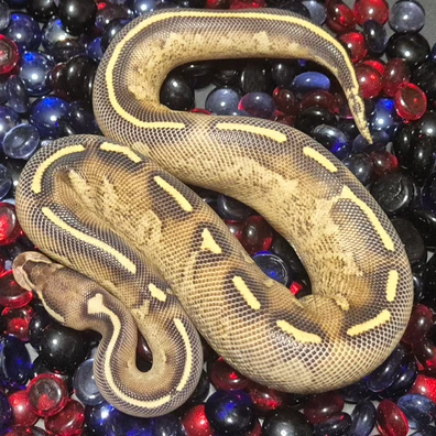 Freeway Ball Python - female for sale from CG Morphs