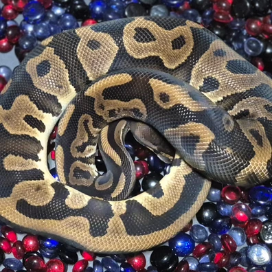 Leopard Wookie Ball Python - male for sale from CG Morphs