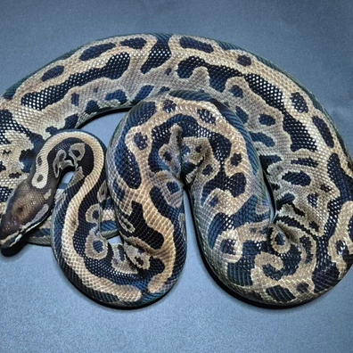 Leopard HRA Pos Yellowbelly Het Pied