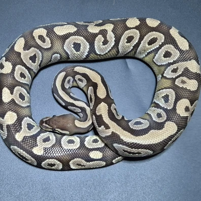 Pair Mojave DH Dg Hypo And Special DH Dg Hypo Ball Python - male for sale from CG Morphs