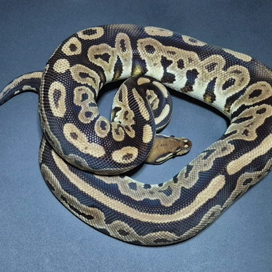 Black Pastel OD Het Ultramel