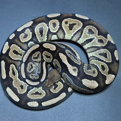 Black Pastel Gravel Het Clown Ball Python - male for sale from CG Morphs