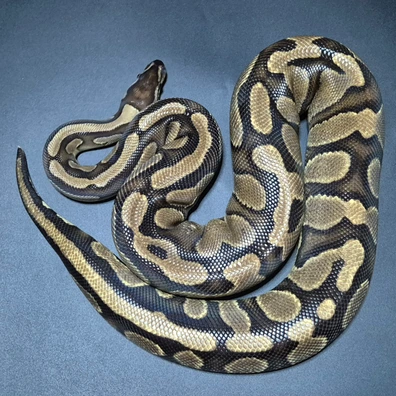 Restripe Yellowbelly Het Pied Ball Python - female for sale from CG Morphs
